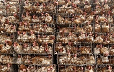 chickens-in-cages.jpg