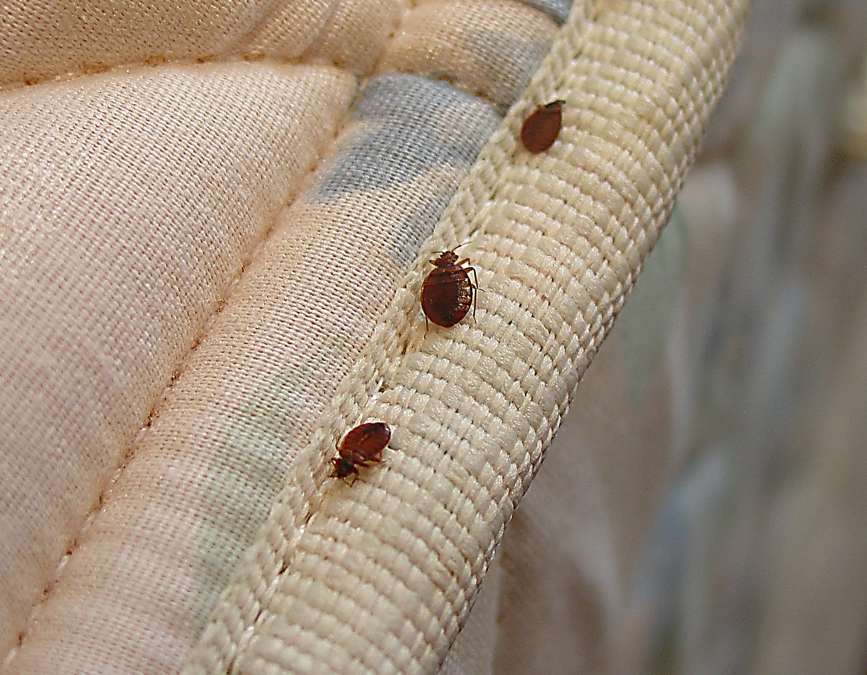 bed-bugs-in-bed